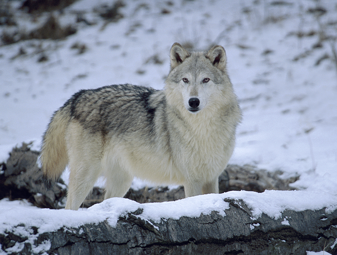 wildlife in kalispell montana