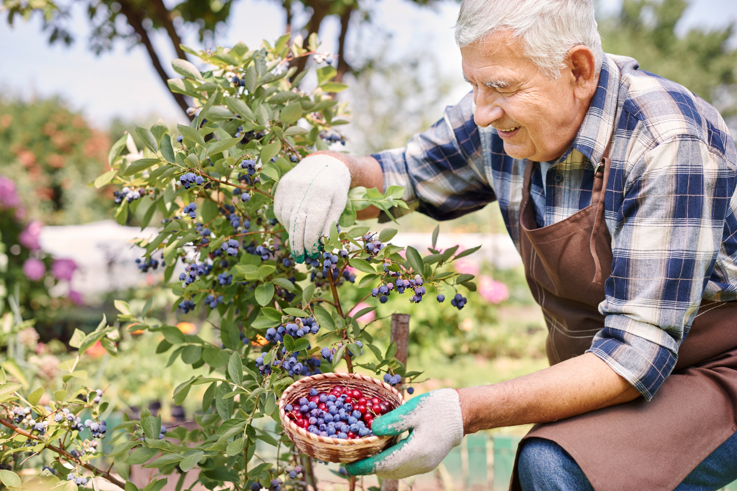 huckleberry season