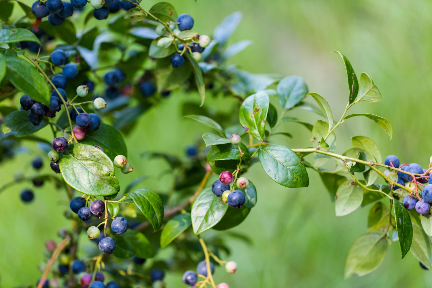 when is huckleberry season