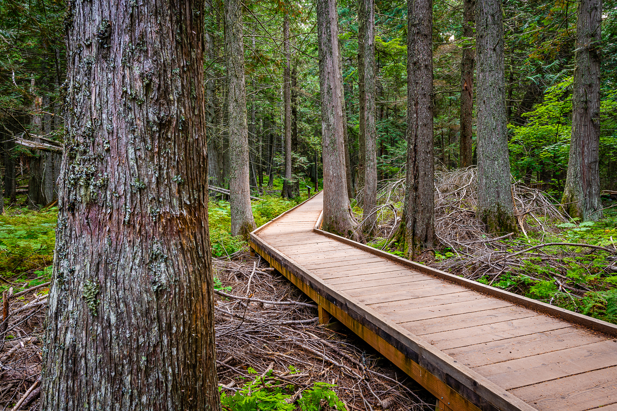 hiking the trail of cedars